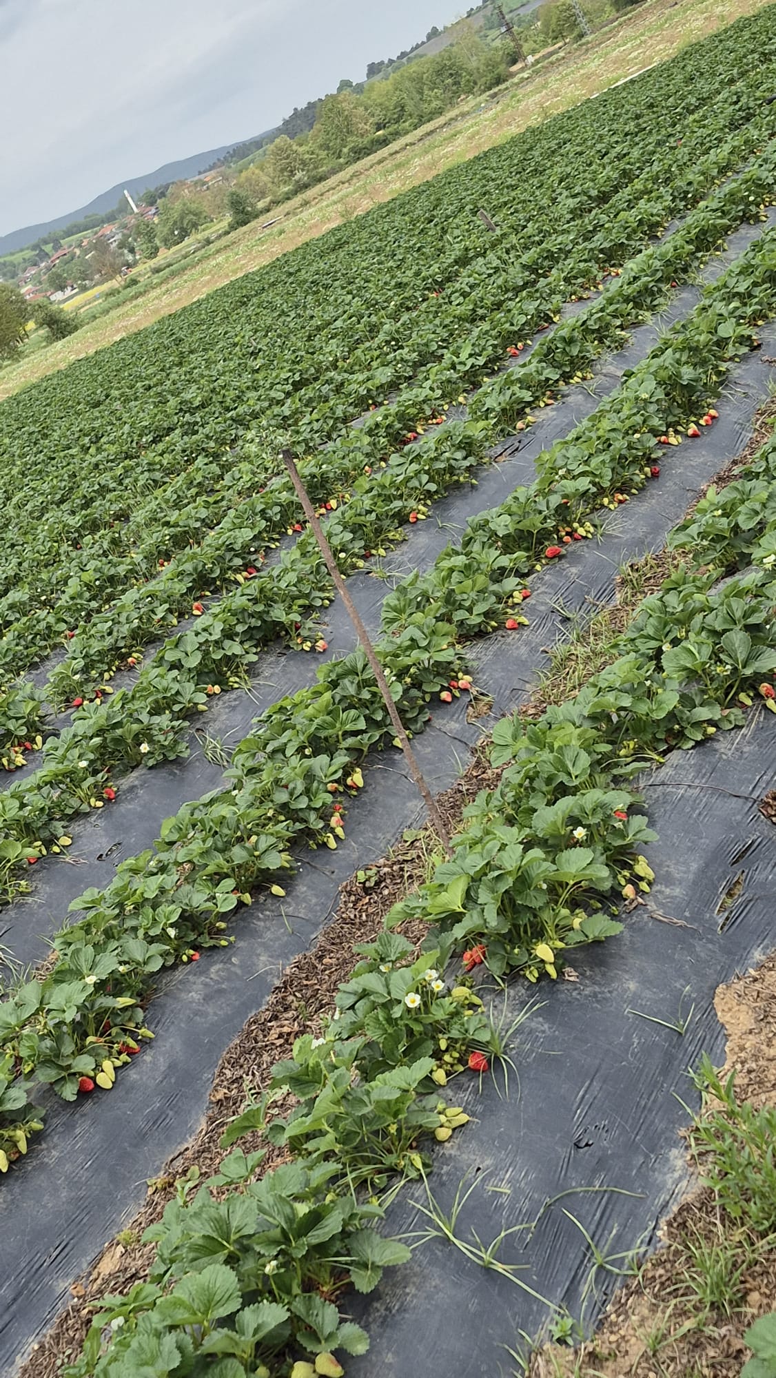 FreshFrut organik çilek tarlası – geniş bahçe görünümü
